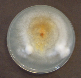 Phaeolus schweinitzii1(PHS-9612)
